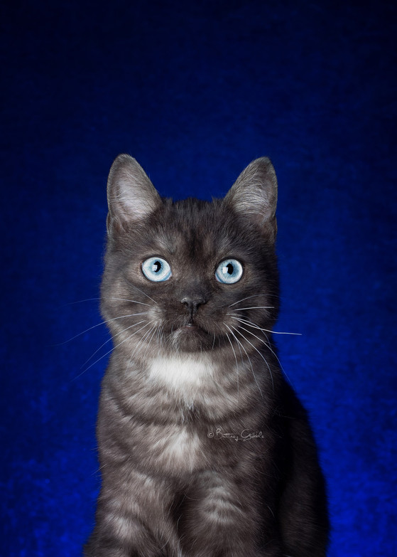 34 HQ Pictures Ojos Azules Cat Breed For Sale / Tuxedo Cat With Steely Blue Eyes - PoC