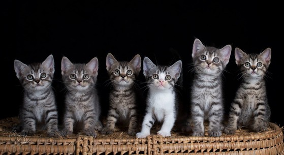 Lykoi Cats Kittens, Nadacatz, Devon Rex, Lykoi, cats for ...
